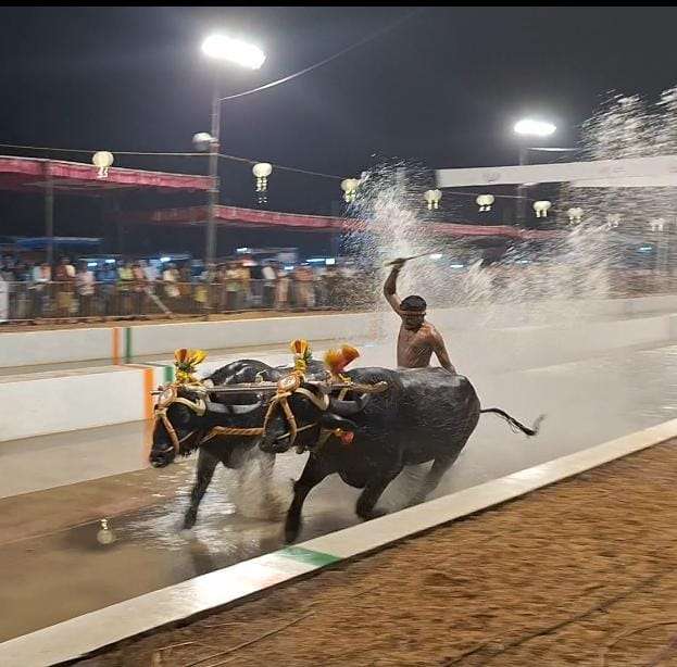 kambala