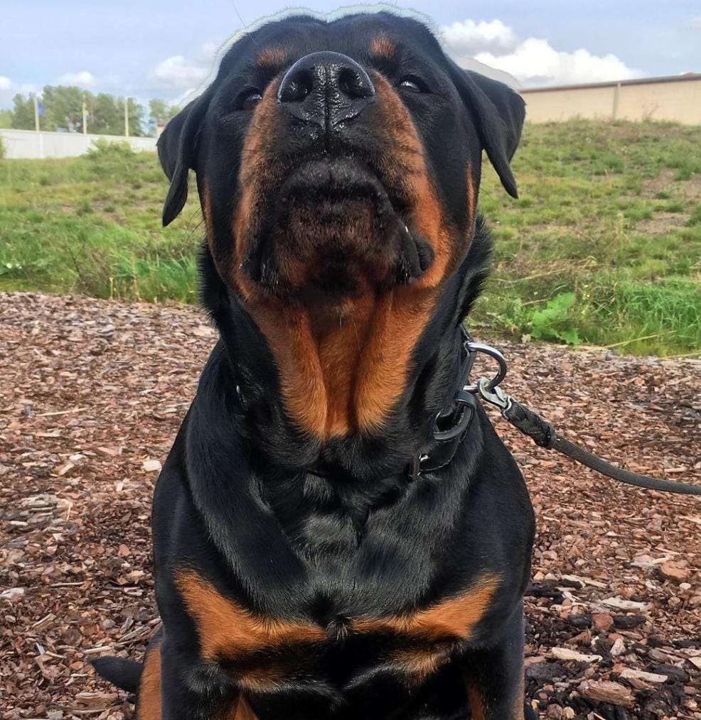 Rottweiler